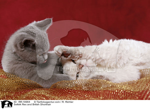 Selkirk Rex und Britisch Kurzhaar / Selkirk Rex and British Shorthair / RR-18964