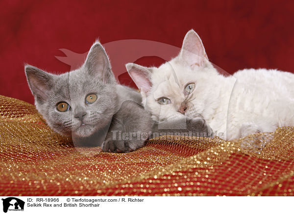 Selkirk Rex und Britisch Kurzhaar / Selkirk Rex and British Shorthair / RR-18966