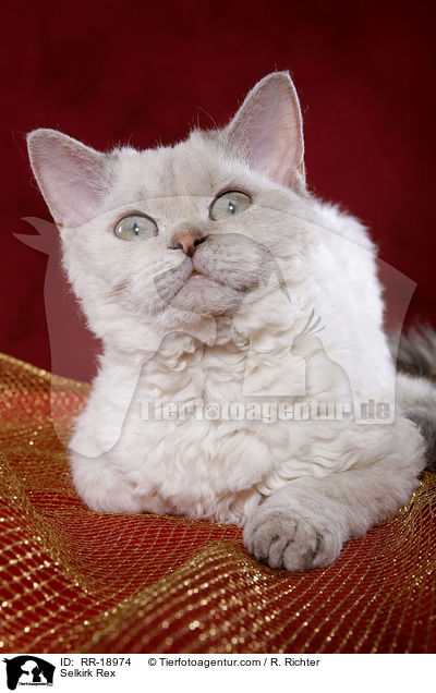 Selkirk Rex / RR-18974
