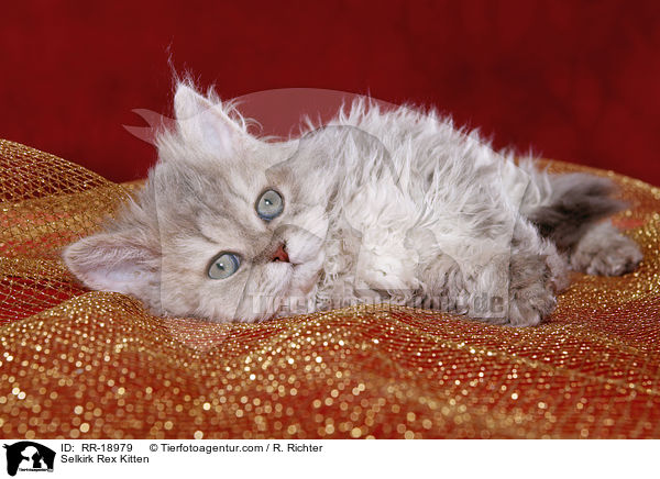 Selkirk Rex Ktzchen / Selkirk Rex Kitten / RR-18979