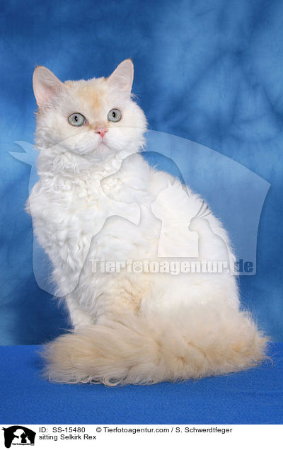 sitzende Selkirk Rex / sitting Selkirk Rex / SS-15480