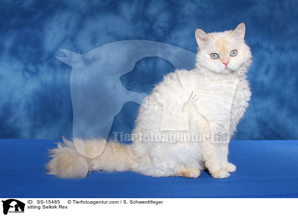 sitzende Selkirk Rex / sitting Selkirk Rex / SS-15485