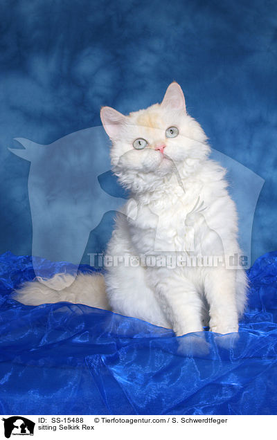 sitzende Selkirk Rex / sitting Selkirk Rex / SS-15488