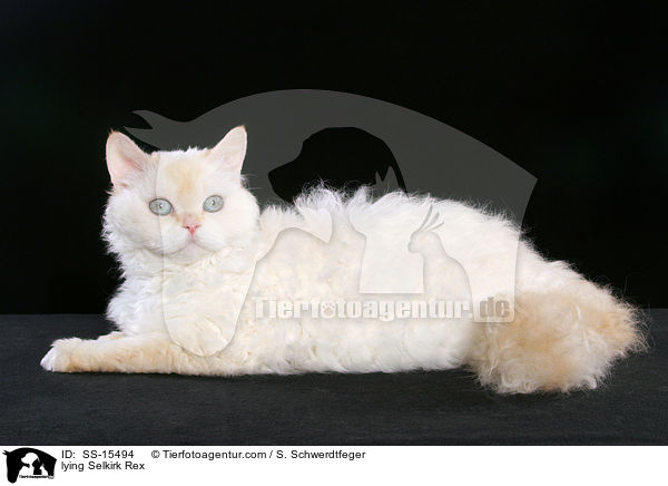 liegende Selkirk Rex / lying Selkirk Rex / SS-15494