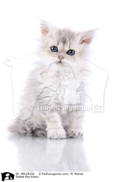 Selkirk Rex Ktzchen / Selkirk Rex Kitten / RR-29330