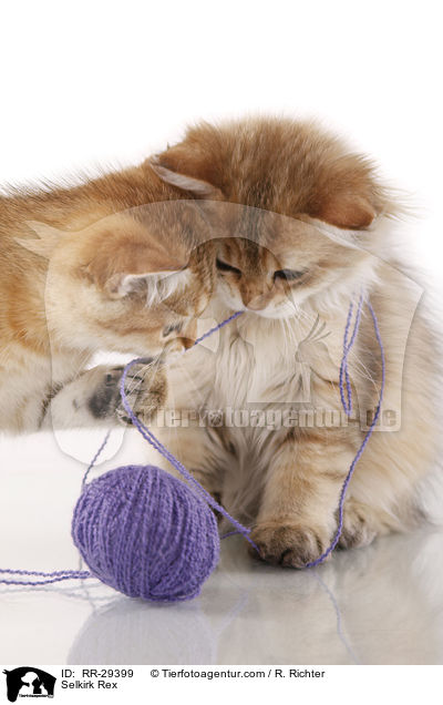 Selkirk Rex / Selkirk Rex / RR-29399