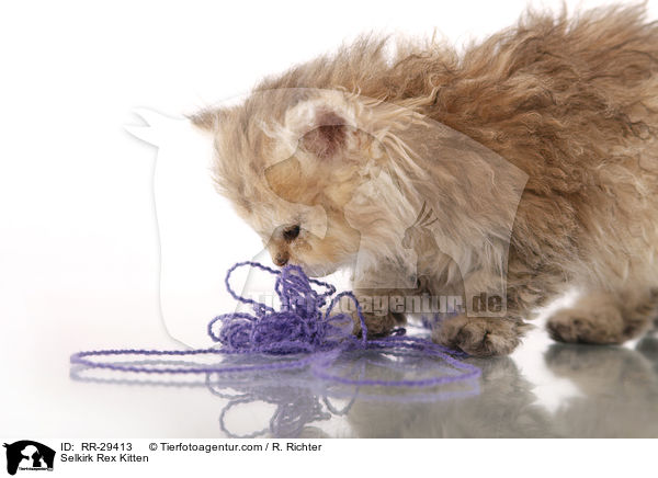 Selkirk Rex Ktzchen / Selkirk Rex Kitten / RR-29413