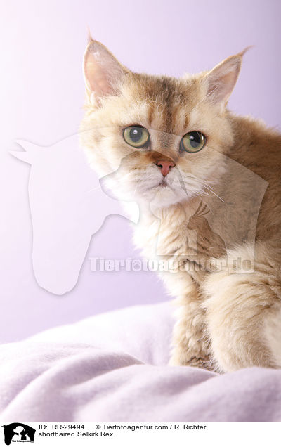 kurzhaarige Selkirk Rex / shorthaired Selkirk Rex / RR-29494
