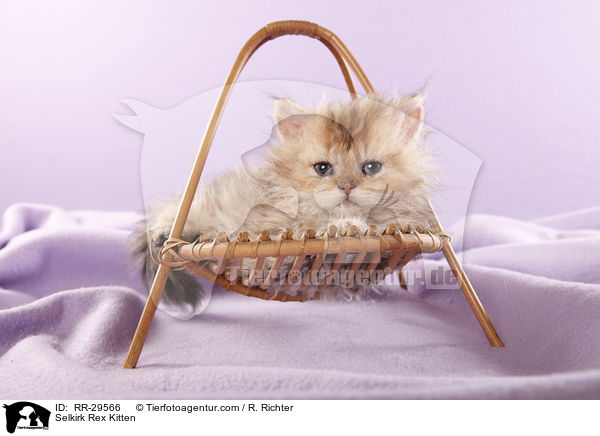 Selkirk Rex Ktzchen / Selkirk Rex Kitten / RR-29566