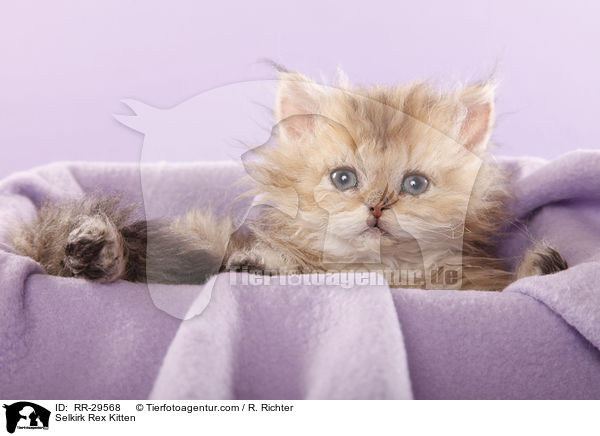 Selkirk Rex Ktzchen / Selkirk Rex Kitten / RR-29568