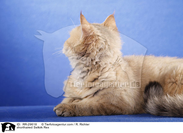 shorthaired Selkirk Rex / RR-29618