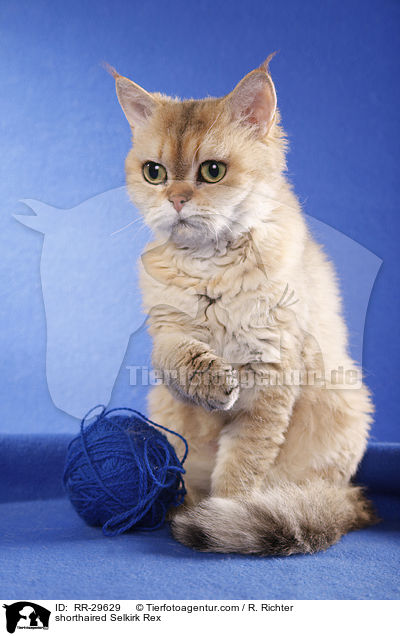 shorthaired Selkirk Rex / RR-29629