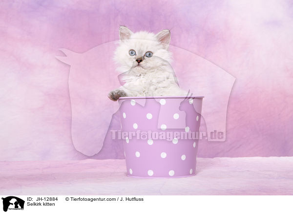 Selkirk Ktzchen / Selkirk kitten / JH-12884