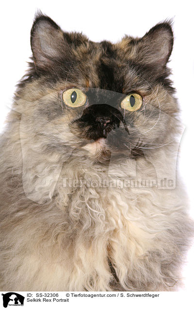 Selkirk Rex Portrait / SS-32306