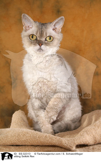sitzende Selkirk Rex / sitting Selkirk Rex / SS-32313