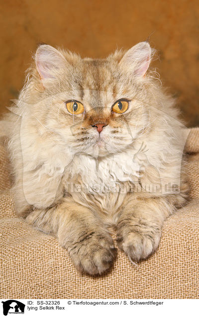 liegende Selkirk Rex / lying Selkirk Rex / SS-32326