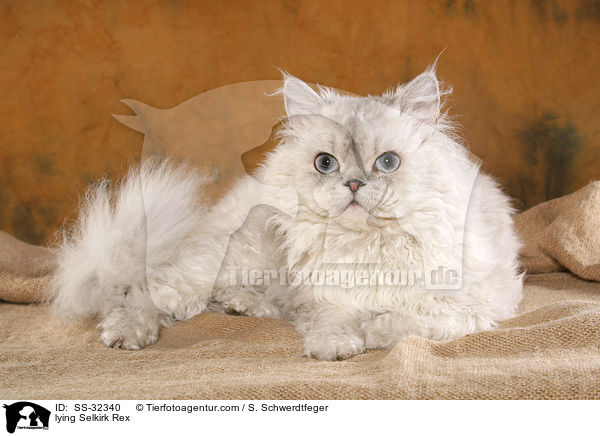 liegende Selkirk Rex / lying Selkirk Rex / SS-32340
