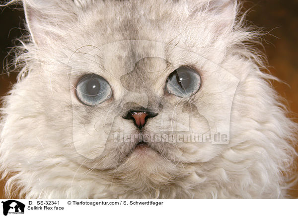 Selkirk Rex Gesicht / Selkirk Rex face / SS-32341
