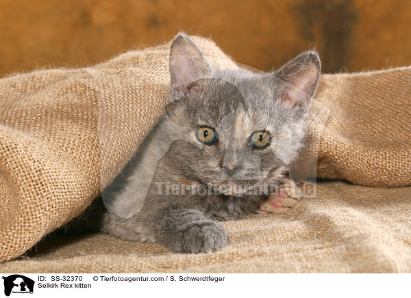 Selkirk Rex Ktzchen / Selkirk Rex kitten / SS-32370