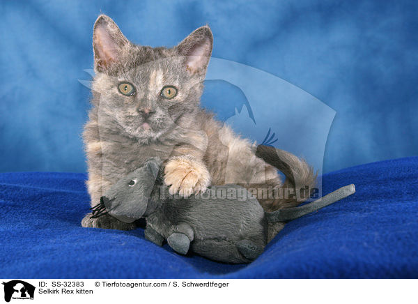 Selkirk Rex kitten / SS-32383