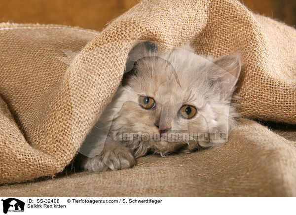 Selkirk Rex Ktzchen / Selkirk Rex kitten / SS-32408