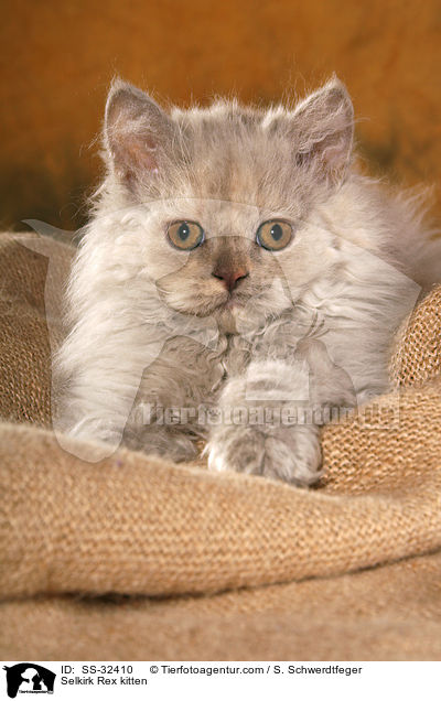 Selkirk Rex Ktzchen / Selkirk Rex kitten / SS-32410