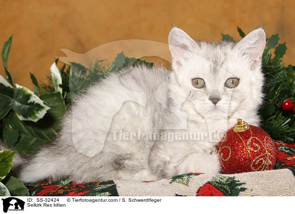 Selkirk Rex Ktzchen / Selkirk Rex kitten / SS-32424
