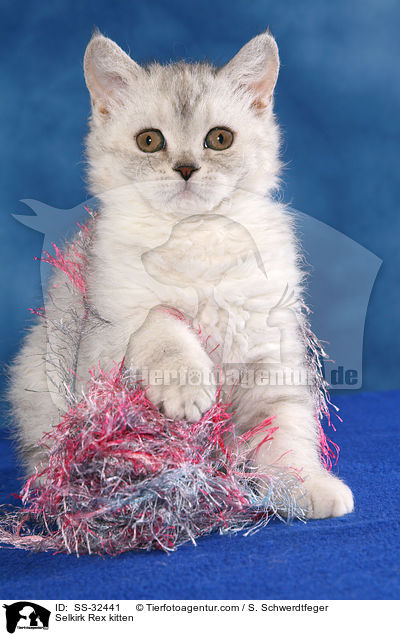 Selkirk Rex kitten / SS-32441