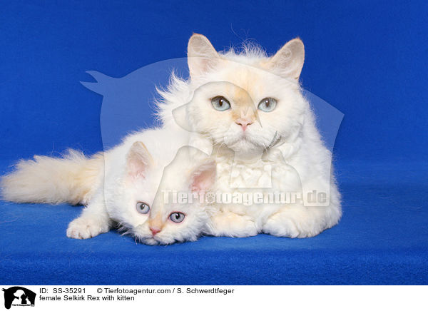 Selkirk Rex Ktzin mit Ktzchen / female Selkirk Rex with kitten / SS-35291