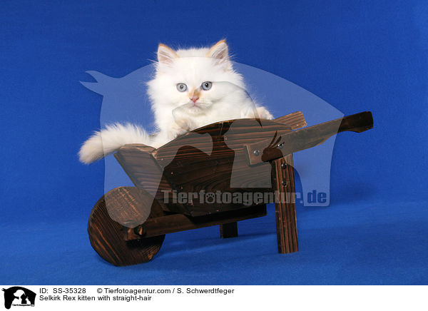 Selkirk Rex Ktzchen in Glatthaar / Selkirk Rex kitten with straight-hair / SS-35328