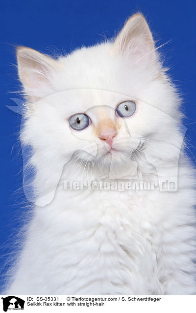 Selkirk Rex kitten with straight-hair / SS-35331