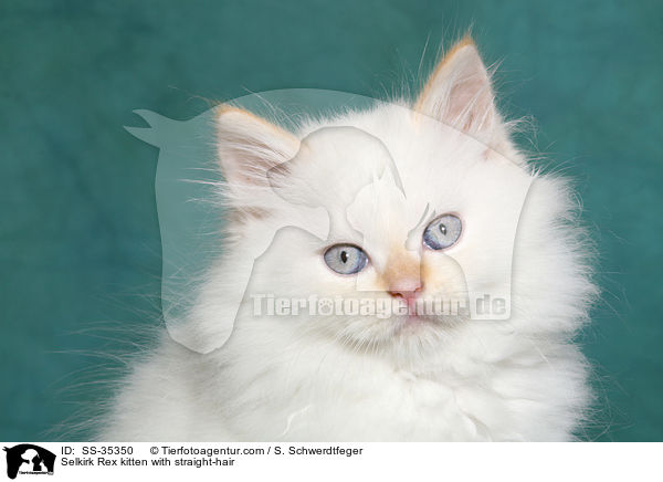 Selkirk Rex kitten with straight-hair / SS-35350