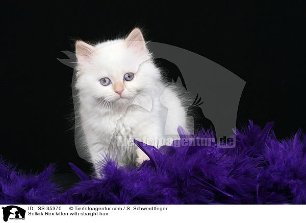 Selkirk Rex Ktzchen in Glatthaar / Selkirk Rex kitten with straight-hair / SS-35370