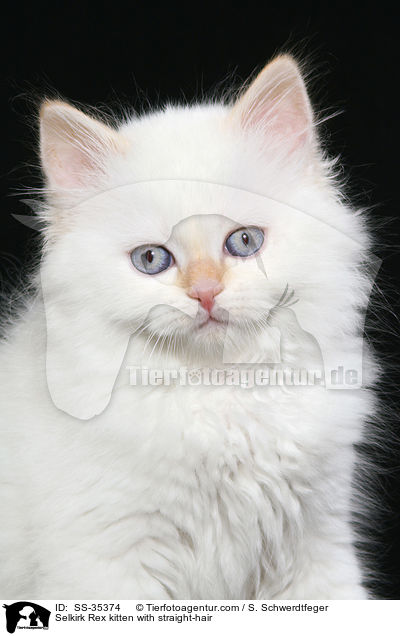 Selkirk Rex kitten with straight-hair / SS-35374
