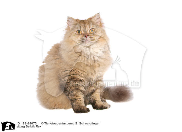 sitting Selkirk Rex / SS-38675