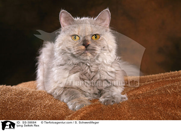 lying Selkirk Rex / SS-38684