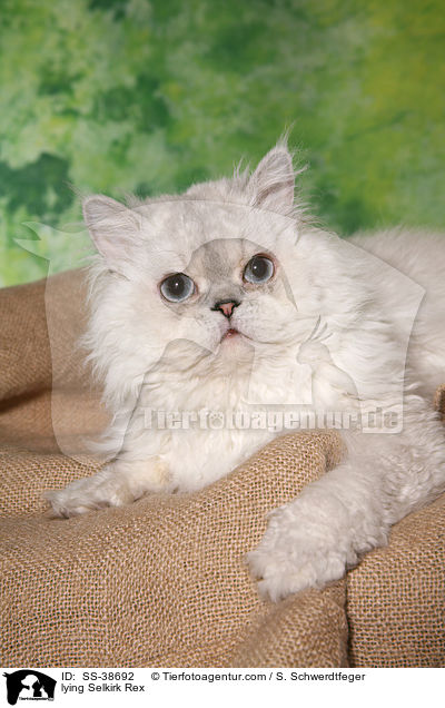 liegende Selkirk Rex / lying Selkirk Rex / SS-38692