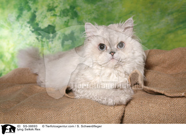 liegende Selkirk Rex / lying Selkirk Rex / SS-38693