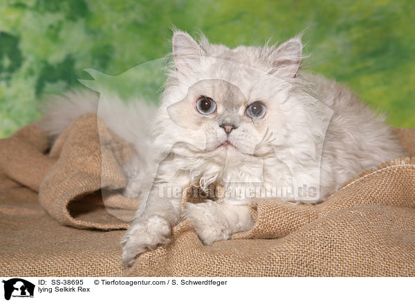 liegende Selkirk Rex / lying Selkirk Rex / SS-38695