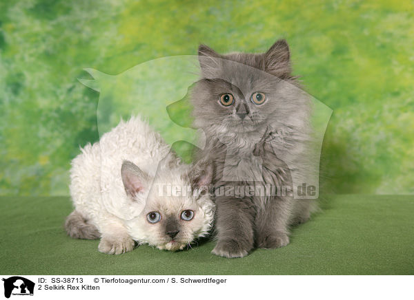 2 Selkirk Rex Ktzchen / 2 Selkirk Rex Kitten / SS-38713