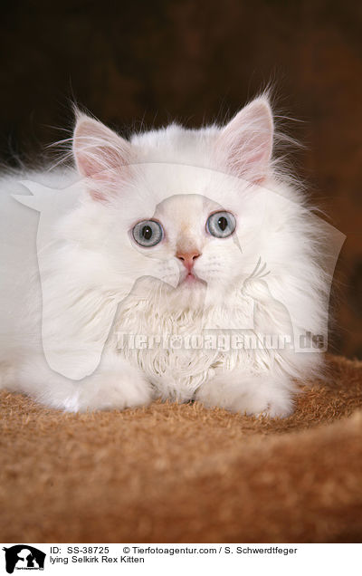 liegendes Selkirk Rex Ktzchen / lying Selkirk Rex Kitten / SS-38725