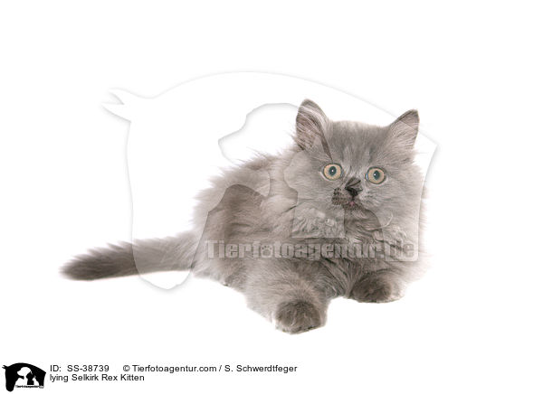 liegendes Selkirk Rex Ktzchen / lying Selkirk Rex Kitten / SS-38739