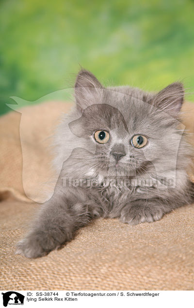liegendes Selkirk Rex Ktzchen / lying Selkirk Rex Kitten / SS-38744
