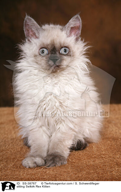 sitzendes Selkirk Rex Ktzchen / sitting Selkirk Rex Kitten / SS-38767