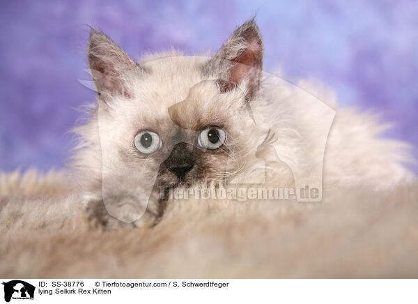 liegendes Selkirk Rex Ktzchen / lying Selkirk Rex Kitten / SS-38776