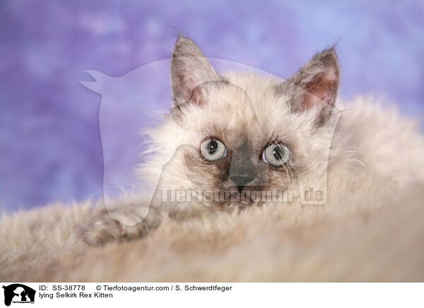 liegendes Selkirk Rex Ktzchen / lying Selkirk Rex Kitten / SS-38778