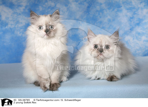2 young Selkirk Rex / SS-38785