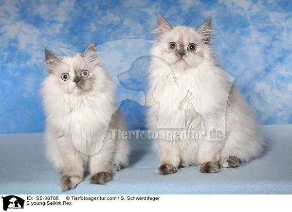 2 junge Selkirk Rex / 2 young Selkirk Rex / SS-38786