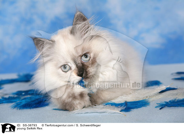 junge Selkirk Rex / young Selkirk Rex / SS-38793
