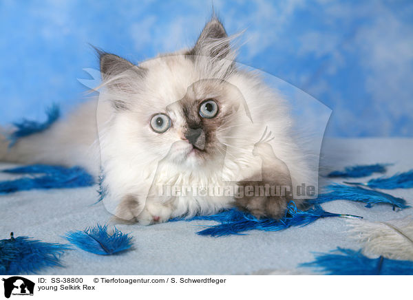 junge Selkirk Rex / young Selkirk Rex / SS-38800